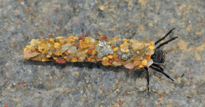 Larva di tricottero