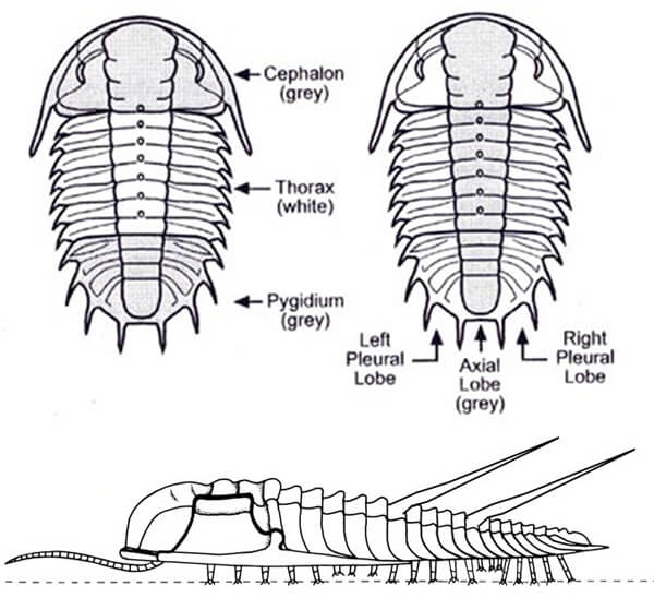 Morfologia dei Trilobiti
