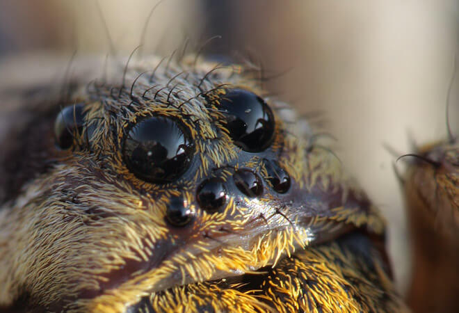 Occhi del ragno