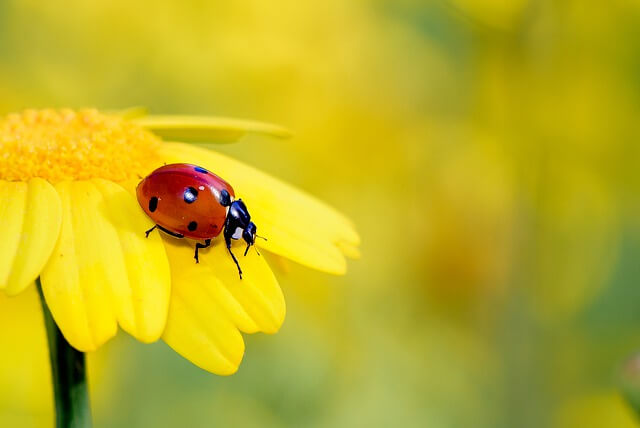 Quante zampe ha la coccinella