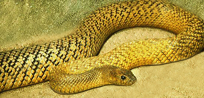 Taipan