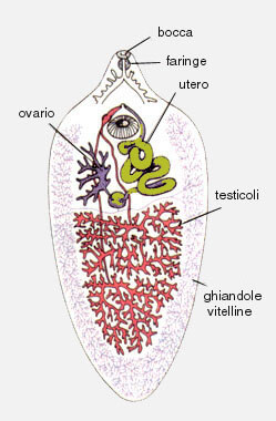 Struttura di un trematoda