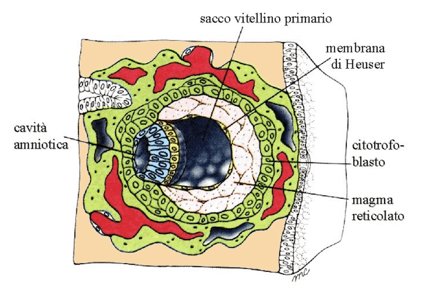 10° giorno di sviluppo embrionale