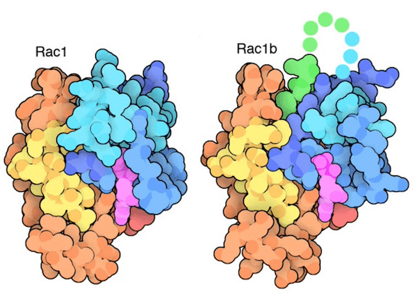 Rac1 e Rac1b