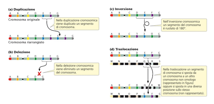 Aberrazioni nella struttura dei cromosomi