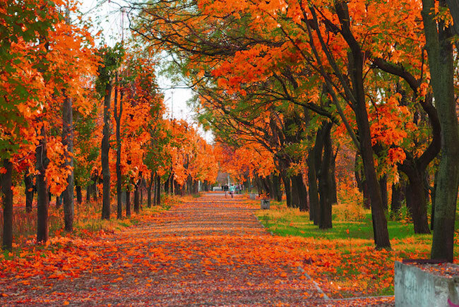 Abscissione autunnale delle foglie