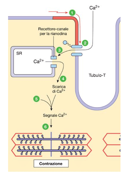 Accoppiamento eccitazione nervosa e contrazione muscolare