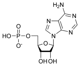 Adenosina monofosfato AMP