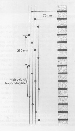 modalità di aggregazione del tropocollagene a formare le fibrille collagene
