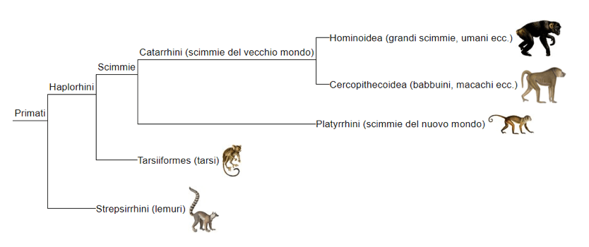 Albero filogenetico dei Primati