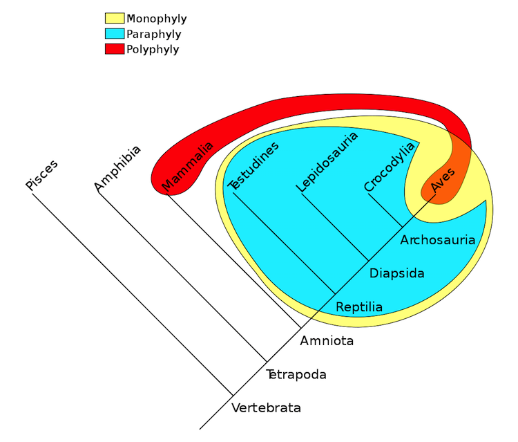 Albero filogenetico dei vertebrati