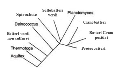 Albero filogenetico del dominio degli Eubatteri