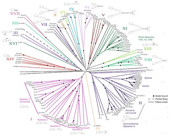 Albero filogenetico non radicato