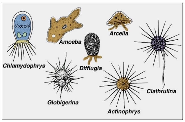 Rappresentazione di alcuni Protozoi