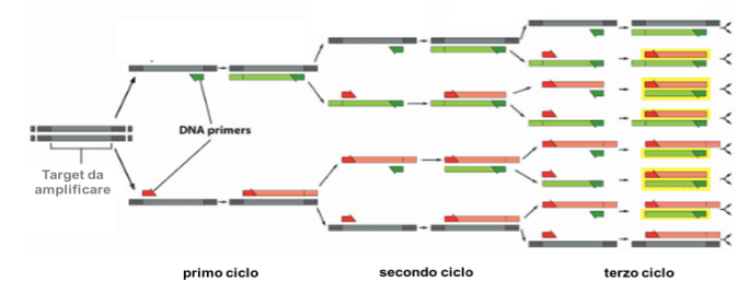 amplificazione esponenziale del templato