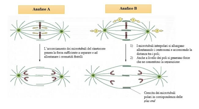 anafase A e anafase B