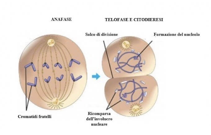 anafase e telofase