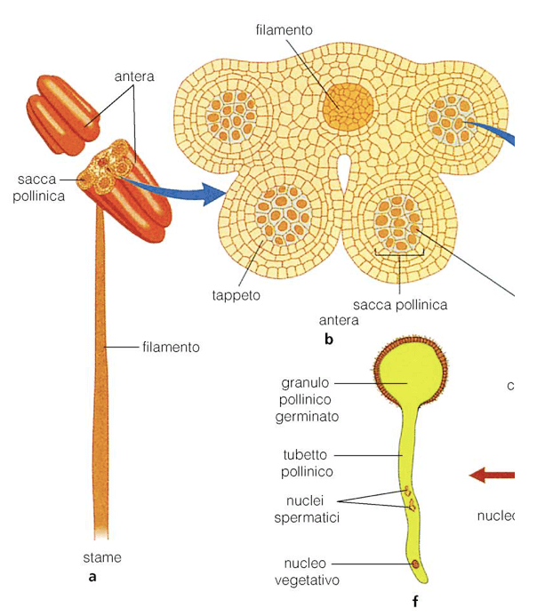 Anatomia dell'antera