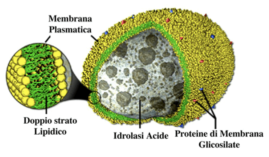 Anatomia di un lisosoma