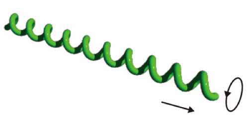 Andamento elicoidale del corpo di una cellula di spirocheta