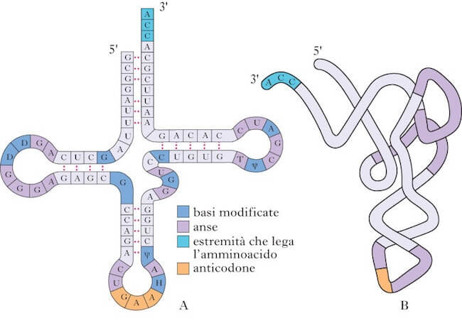 anticodone presente nel tRNA