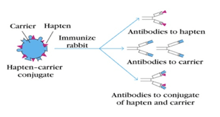 Anticorpi prodotti dai componenti del coniugato aptene-carrier