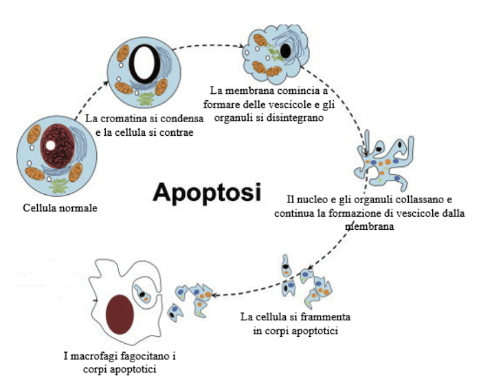 Eventi che segnano la morte di una cellula per apoptosi