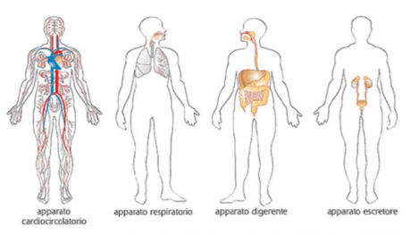 Il corpo umano  I suoi apparati e i sistemi visti da vicino 