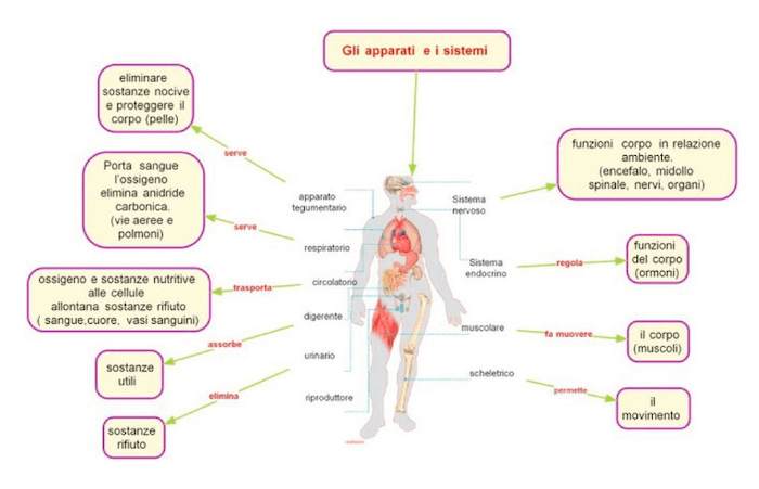 Sistemi e apparati del corpo umano: cosa devi sapere - Studia Rapido