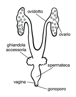 apparato riproduttore femminile