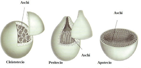 Ascocarpi