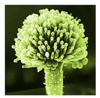 Aspergillus flavus