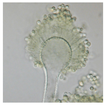 Aspergillus flavus