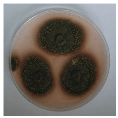 Aspergillus nidulans