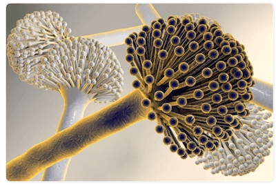 Aspergillus niger