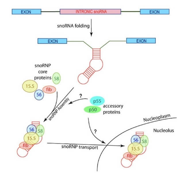 Assemblaggio e trasporto degli snoRNA