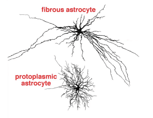 Differenza tra astrociti protoplasmici e fibrosi