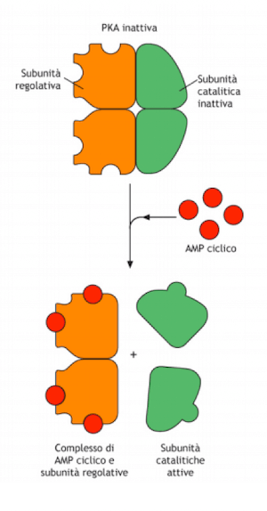 Attivazione del PKA da parte dell'amp ciclico