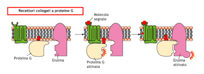 Attivazione dell'adenilato ciclasi mediata da proteine G