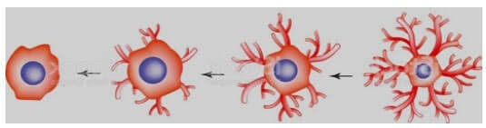 Attivazione della microglia
