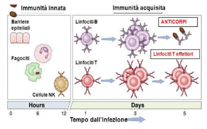 Attivazione della risposta immunitaria