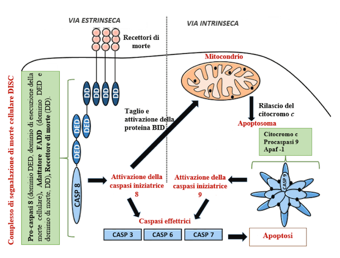 Vie intrinseca ed estrinseca di attivazione delle caspasi iniziatrici nell'apoptosi