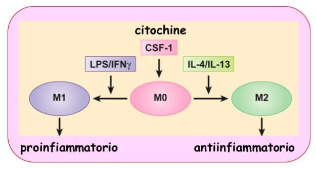 attivazione macrofagica mediata da citochine