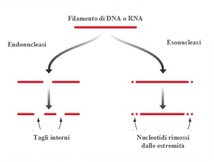 Attività delle endonucleasi e delle esonucleasi