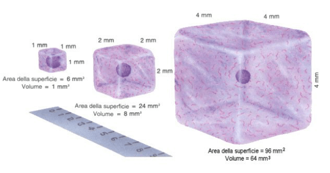 Aumento di volume della cellula