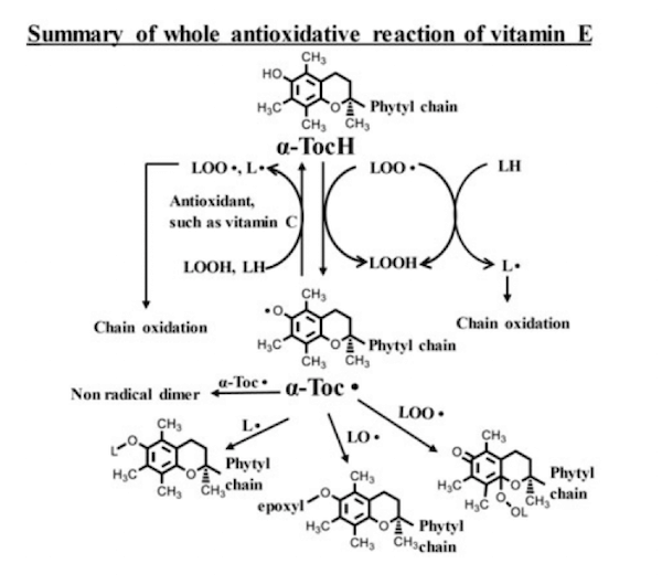 Azione antiossidante dell'α-tocoferolo