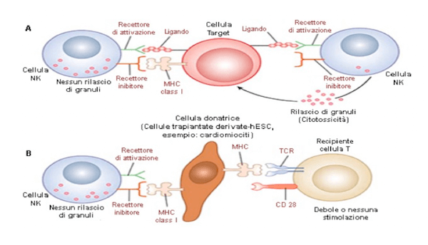 Azione delle cellule NK