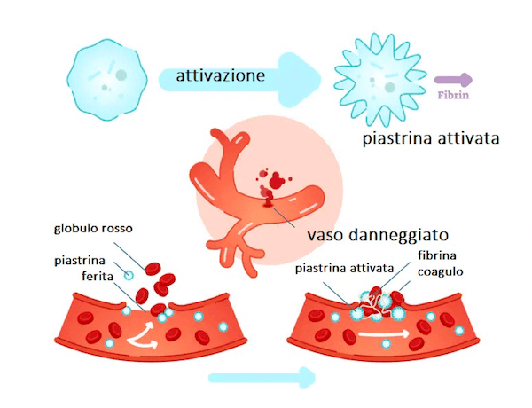 Azione delle piastrine