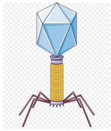 Batteriofago