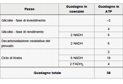 Bilancio energetico della Respirazione Cellulare